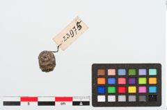 Foto von Glasaugenperle (NHMW-PRAE-023975)